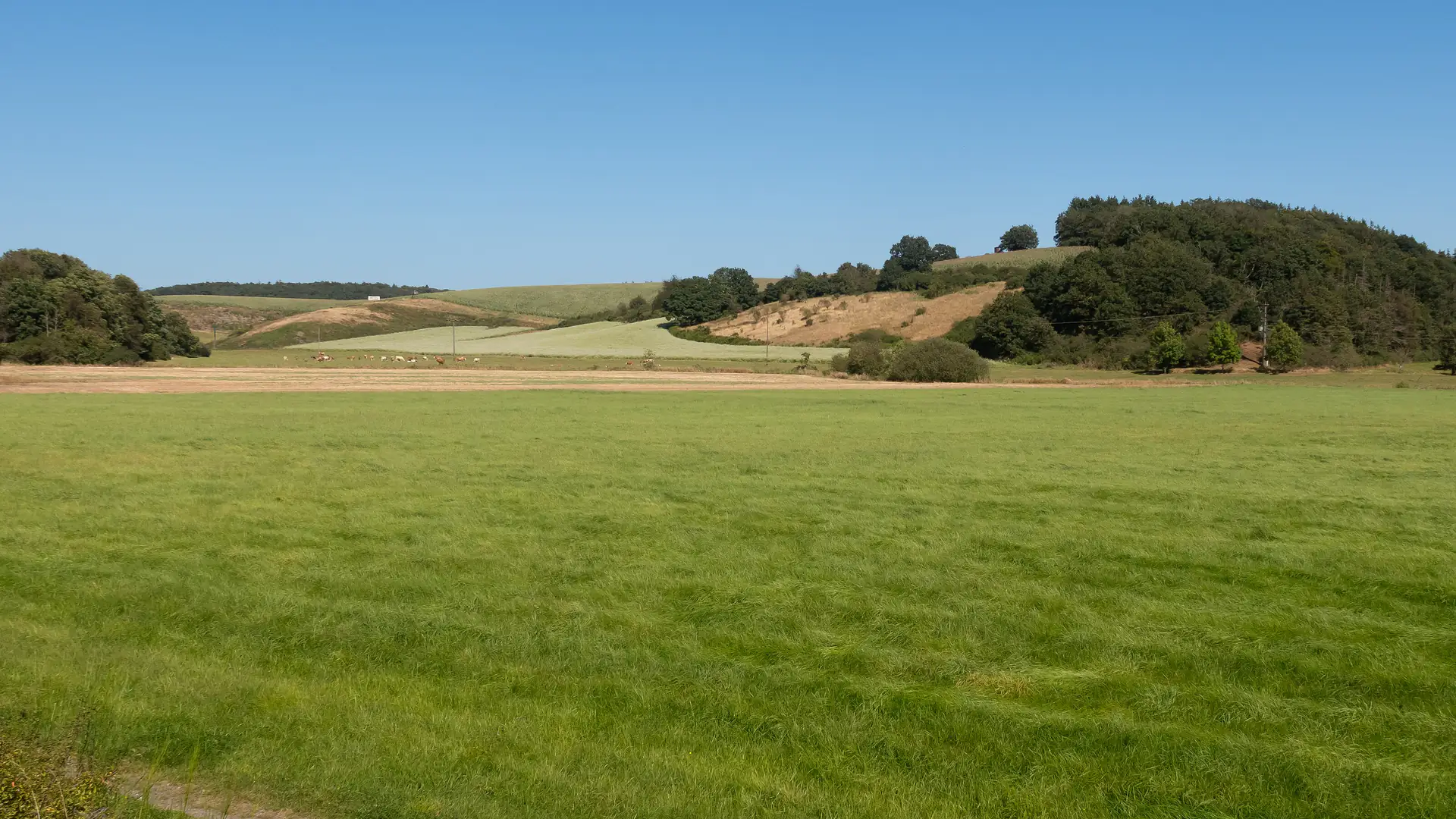 Landschaftspanorama der Vulkaneifel zwischen Daun und Gillenfeld